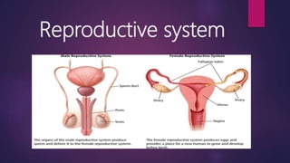 Reproductive system
 