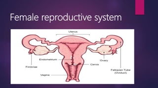 Female reproductive system
 