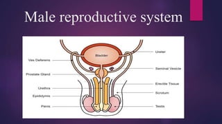 Male reproductive system
 