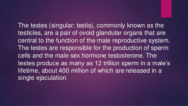 Presentation on testes ppt