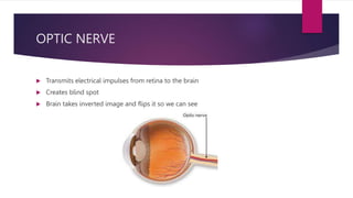 PRESENTATION ON THE STRUCTURE OF THE HUMAN EYE biology.pptx