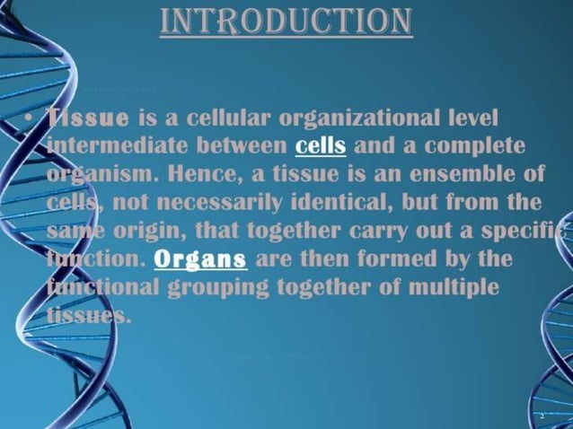 Presentation on tissues
