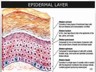 EPIDERMAL LAYER
10
 