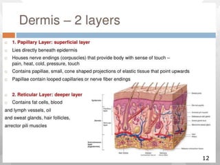 DERMIS 4
12
 