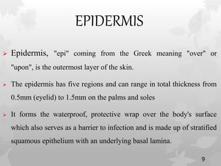 EPIDERMIS
 Epidermis, "epi" coming from the Greek meaning "over" or
"upon", is the outermost layer of the skin.
 The epidermis has five regions and can range in total thickness from
0.5mm (eyelid) to 1.5mm on the palms and soles
 It forms the waterproof, protective wrap over the body's surface
which also serves as a barrier to infection and is made up of stratified
squamous epithelium with an underlying basal lamina.
9
 
