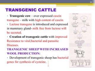 TRANSGENIC CATTLE
• Transgenic cow – over expressed casein
transgene – milk with high content of casein.
• Lactase transge...
