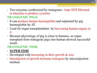 • Two enzymes synthesized by transgenes –traps H2S liberated
in intestine to produce cysteine.
TRANSGENIC PIGS:
• It can p...