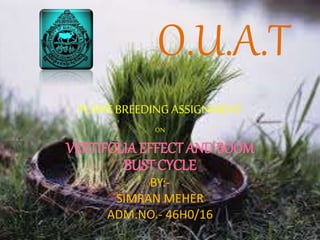 O.U.A.T
PLANT BREEDING ASSIGNMENT
ON
VERTIFOLIA EFFECT AND BOOM
BUST CYCLE
BY:-
SIMRAN MEHER
ADM.NO.- 46H0/16
 