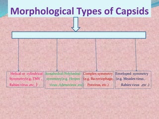 Complex Rabies Capsid PRESENTATION ON VIRUS.pptx