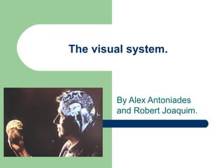 The visual system.
By Alex Antoniades
and Robert Joaquim.
 