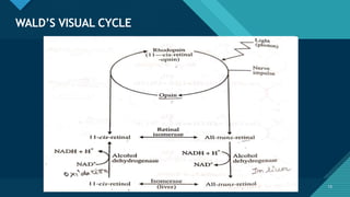 Click to edit Master title style
13
WALD’S VISUAL CYCLE
13
 