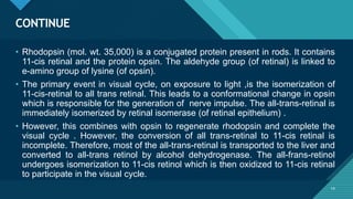 Click to edit Master title style
14
CONTINUE
14
• Rhodopsin (mol. wt. 35,000) is a conjugated protein present in rods. It contains
11-cis retinal and the protein opsin. The aldehyde group (of retinal) is linked to
e-amino group of lysine (of opsin).
• The primary event in visual cycle, on exposure to light ,is the isomerization of
11-cis-retinal to all trans retinal. This leads to a conformational change in opsin
which is responsible for the generation of nerve impulse. The all-trans-retinal is
immediately isomerized by retinal isomerase (of retinal epithelium) .
• However, this combines with opsin to regenerate rhodopsin and complete the
visual cycle . However, the conversion of all trans-retinal to 11-cis retinal is
incomplete. Therefore, most of the all-trans-retinal is transported to the liver and
converted to all-trans retinol by alcohol dehydrogenase. The all-frans-retinol
undergoes isomerization to 11-cis retinol which is then oxidized to 11-cis retinal
to participate in the visual cycle.
 