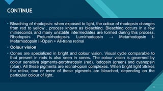Click to edit Master title style
15
CONTINUE
15
• Bleaching of rhodopsin: when exposed to light, the colour of rhodopsin changes
from red to yellow , process known as bleaching. Bleaching occurs in a few
milliseconds and many unstable intermediates are formed during this process.
Rhodopsin- Prelumirhodopsin- Lumirhodopsin → Metarhodopsin I-
Metarhodopsin II-Opsin + All-trans retinal
• Colour vision
• Cones are specialized in bright and colour vision. Visual cycle comparable to
that present in rods is also seen in cones. The colour vision is governed by
colour sensitive pigments-porphyropsin (red), Iodopsin (green) and cyanopsin
(blue). All these pigments are retinal-opsin complexes. When bright light Strikes
the retina, one or more of these pigments are bleached, depending on the
particular colour of light.
 