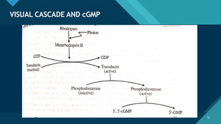 Click to edit Master title style
16
VISUAL CASCADE AND cGMP
16
 