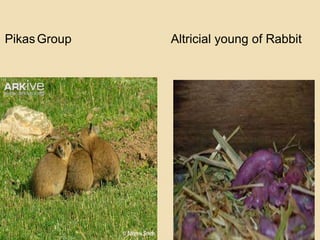 Presentation on breeding biology & parental care of mammals | PPTX