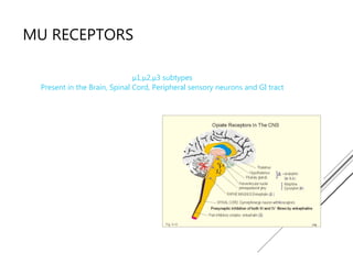 MU RECEPTORS
μ1,μ2,μ3 subtypes
Present in the Brain, Spinal Cord, Peripheral sensory neurons and GI tract
 