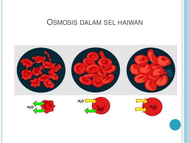 Presentation osmosis.