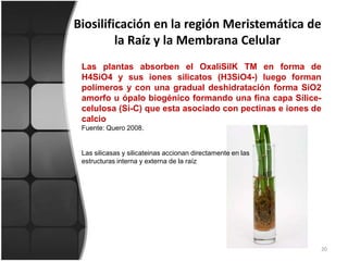 Biosilificación en la región Meristemática de la Raíz y la Membrana Celular20Las plantas absorben el OxaliSilK TM en forma de H4SiO4 y sus iones silicatos (H3SiO4-) luego forman polímeros y con una gradual deshidratación forma SiO2 amorfo u ópalo biogénico formando una fina capa Sílice-celulosa (Si-C) que esta asociado con pectinas e iones de calcioFuente: Quero2008.Las silicasas y silicateinas accionan directamente en las estructuras interna y externa de la raíz