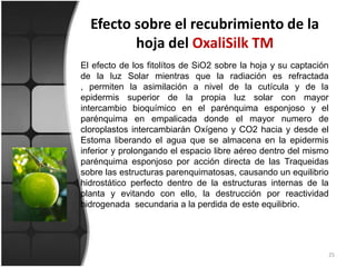 Efecto sobre el recubrimiento de la hoja del OxaliSilk TM25El efecto de los fitolítos de SiO2 sobre la hoja y su captación de la luz Solar mientras que la radiación es refractada , permiten la asimilación a nivel de la cutícula y de la epidermis superior de la propia luz solar con mayor intercambio bioquímico en el parénquima esponjoso y el parénquima en empalicada donde el mayor numero de cloroplastos intercambiarán Oxígeno y CO2 hacia y desde el Estoma liberando el agua que se almacena en la epidermis inferior y prolongando el espacio libre aéreo dentro del mismo parénquima esponjoso por acción directa de las Traqueidas sobre las estructuras parenquimatosas, causando un equilibrio hidrostático perfecto dentro de la estructuras internas de la planta y evitando con ello, la destrucción por reactividad hidrogenada  secundaria a la perdida de este equilibrio.