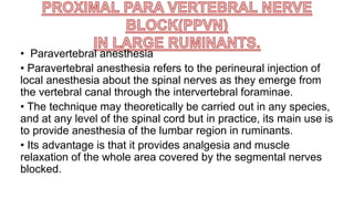 • Paravertebral anesthesia
• Paravertebral anesthesia refers to the perineural injection of
local anesthesia about the spinal nerves as they emerge from
the vertebral canal through the intervertebral foraminae.
• The technique may theoretically be carried out in any species,
and at any level of the spinal cord but in practice, its main use is
to provide anesthesia of the lumbar region in ruminants.
• Its advantage is that it provides analgesia and muscle
relaxation of the whole area covered by the segmental nerves
blocked.
 