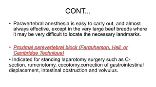 CONT...
• Paravertebral anesthesia is easy to carry out, and almost
always effective, except in the very large beef breeds where
it may be very difficult to locate the necessary landmarks.
• Indicated for standing laparotomy surgery such as C-
section, rumenotomy, cecotomy,correction of gastrointestinal
displacement, intestinal obstruction and volvulus.
 