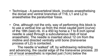 • Technique - A paravertebral block, involves anaesthetising
the dorsal and ventral branches of T18, L1 and L2 to
anaesthetise the paralumbar fossa.
• One, although not the only, way of performing this block is
to use a vertical line up from the most caudal point (curve)
of the 18th (last) rib. In a 450 kg horse a 7 to 8 inch spinal
needle is used through a subcutaneous bleb of local
anaesthetic. The needle is inserted about 12 cm from the
midline and directed ventrally until bone (transverse
process of L2) is contacted.
The needle is“walked” off, by withdrawing redirecting
and advancing, the caudal edge of the transverse process. 20
ml of local anaesthetic is injected just (1cm) below the
 