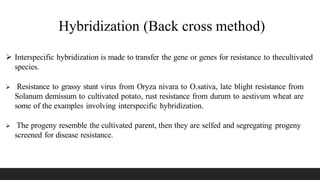Hybridization (Back cross method)
 Interspecific hybridization is made to transfer the gene or genes for resistance to thecultivated
species.
 Resistance to grassy stunt virus from Oryza nivara to O.sativa, late blight resistance from
Solanum demissum to cultivated potato, rust resistance from durum to aestivum wheat are
some of the examples involving interspecific hybridization.
 The progeny resemble the cultivated parent, then they are selfed and segregating progeny
screened for disease resistance.
 