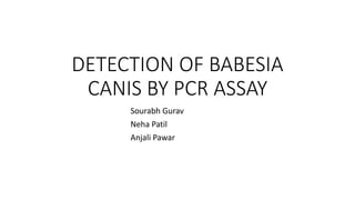 DETECTION OF BABESIA
CANIS BY PCR ASSAY
Sourabh Gurav
Neha Patil
Anjali Pawar
 