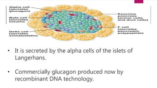 • It is secreted by the alpha cells of the islets of
Langerhans.
• Commercially glucagon produced now by
recombinant DNA technology.
 
