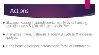 Actions
Glucagon causes hyperglycemia mainly by enhancing
glycogenolysis & gluconeogenesis in liver.
In adipose tissue, it stimulate adenylyl cyclase & increase
lipolysis.
In the heart glucagon increases the force of contraction.
 