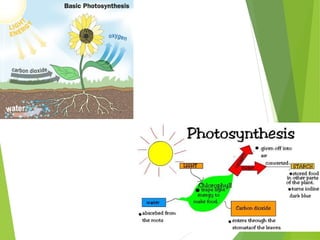 Presentation photosynthesis | PPT