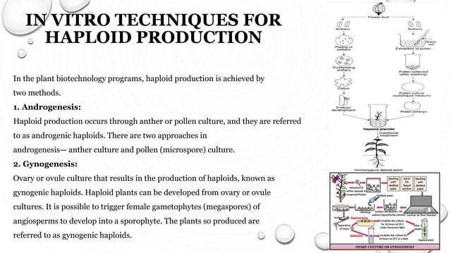 PRODUCTION OF HAPLOID PLANTS AND HOMOZYGOUS DIPLOID LINES | PPTX ...
