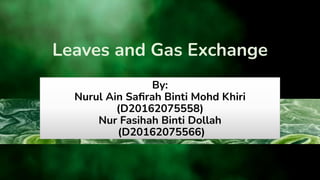 Leaves and Gas Exchange
By:
Nurul Ain Saﬁrah Binti Mohd Khiri
(D20162075558)
Nur Fasihah Binti Dollah
(D20162075566)
 