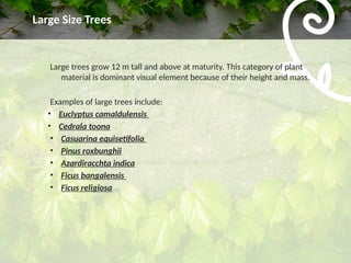 Large Tree Pdf Presentation on plant size - Copy.pptx slideshear | PPTX