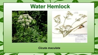 Cicuta maculata
Water Hemlock
 