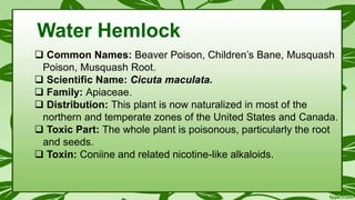  Common Names: Beaver Poison, Children’s Bane, Musquash
Poison, Musquash Root.
 Scientific Name: Cicuta maculata.
 Family: Apiaceae.
 Distribution: This plant is now naturalized in most of the
northern and temperate zones of the United States and Canada.
 Toxic Part: The whole plant is poisonous, particularly the root
and seeds.
 Toxin: Coniine and related nicotine-like alkaloids.
Water Hemlock
 