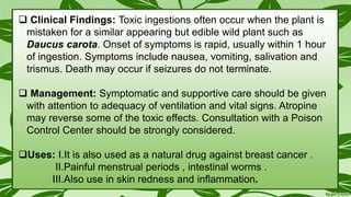  Clinical Findings: Toxic ingestions often occur when the plant is
mistaken for a similar appearing but edible wild plant such as
Daucus carota. Onset of symptoms is rapid, usually within 1 hour
of ingestion. Symptoms include nausea, vomiting, salivation and
trismus. Death may occur if seizures do not terminate.
 Management: Symptomatic and supportive care should be given
with attention to adequacy of ventilation and vital signs. Atropine
may reverse some of the toxic effects. Consultation with a Poison
Control Center should be strongly considered.
Uses: I.It is also used as a natural drug against breast cancer .
II.Painful menstrual periods , intestinal worms .
III.Also use in skin redness and inflammation.
 