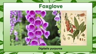 Digitalis purpurea
Foxglove
 