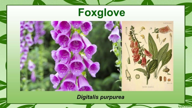 Presentation on some poisonous plants | PPTX | Heart and Cardiovascular ...