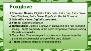 Common Names: Digitalis, Fairy Bells, Fairy Cap, Fairy Glove,
Fairy Thimbles, Folks Glove, Pop-Dock, Rabbit Flower etc.
 Scientific Name: Digitalis purpurea.
 Family: Scrophulariaceae.
 Distribution: Digitalis is grown in cultivation and has escaped
locally. Plants are hardy in the north temperate zones including
Canada and Alaska.
 Toxic Part: The whole plant is poisonous. Leaves from the
plant are a commercial source of the drug digitalis.
 Toxin: Digitoxin, digoxin, irritant saponins.
Foxglove
 