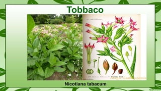 Nicotiana tabacum
Tobbaco
 