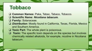  Common Names: Paka, Tabac, Tabaco, Tobacco.
 Scientific Name: Nicotiana tabacum.
 Family: Solanaceae.
 Distribution: Mostly found in California, Texas, Florida, Mexico
and Southern America.
 Toxic Part: The whole plant is poisonous.
 Toxin: The speciﬁc toxin depends on the species but involves
chemically related alkaloids, for example, nicotine in Nicotiana
tabacum.
Tobbaco
 