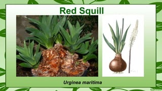 Urginea maritima
Red Squill
 