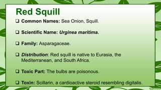  Common Names: Sea Onion, Squill.
 Scientific Name: Urginea maritima.
 Family: Asparagaceae.
 Distribution: Red squill is native to Eurasia, the
Mediterranean, and South Africa.
 Toxic Part: The bulbs are poisonous.
 Toxin: Scillarin, a cardioactive steroid resembling digitalis.
Red Squill
 