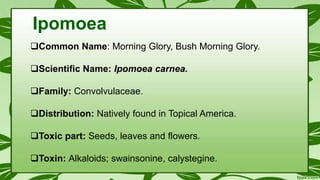 Ipomoea
Common Name: Morning Glory, Bush Morning Glory.
Scientific Name: Ipomoea carnea.
Family: Convolvulaceae.
Distribution: Natively found in Topical America.
Toxic part: Seeds, leaves and flowers.
Toxin: Alkaloids; swainsonine, calystegine.
 