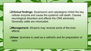 Clinical findings: Swainsonin and calystegine inhibit the key
cellular enzyme and cause the systemic cell death. Causes
neurological disorders and affects the CNS adversely.
Generally cattle are intoxicated.
Management: Atropine may reverse some of the toxic
effects.
Uses: Ipomoea is used as a cathartic and for preparation of
resin.
 