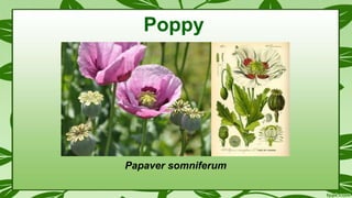 Papaver somniferum
Poppy
 