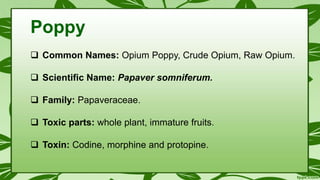 Poppy
 Common Names: Opium Poppy, Crude Opium, Raw Opium.
 Scientific Name: Papaver somniferum.
 Family: Papaveraceae.
 Toxic parts: whole plant, immature fruits.
 Toxin: Codine, morphine and protopine.
 
