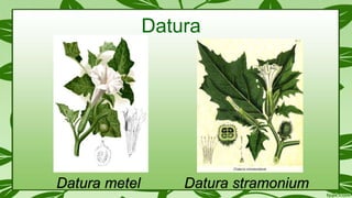 Datura metel Datura stramonium
Datura
 
