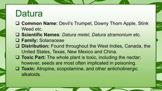 Datura
 Common Name: Devil’s Trumpet, Downy Thorn Apple, Stink
Weed etc.
 Scientific Names: Datura metel, Datura stramonium etc.
 Family: Solanaceae
 Distribution: Found throughout the West Indies, Canada, the
United States, Texas, New Mexico and China.
 Toxic Part: The whole plant is toxic, including the nectar;
however, seeds are most often implicated in poisoning.
 Toxin: Atropine, scopolamine, and other anticholinergic
alkaloids.
 